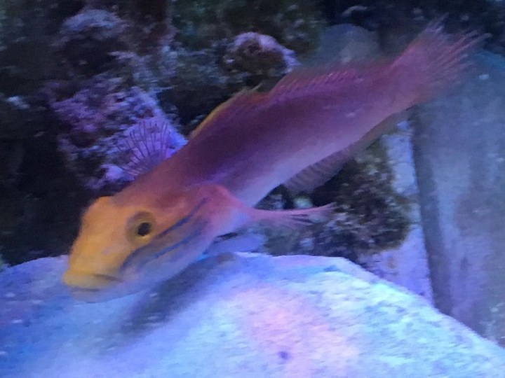 アカネハゼの写真