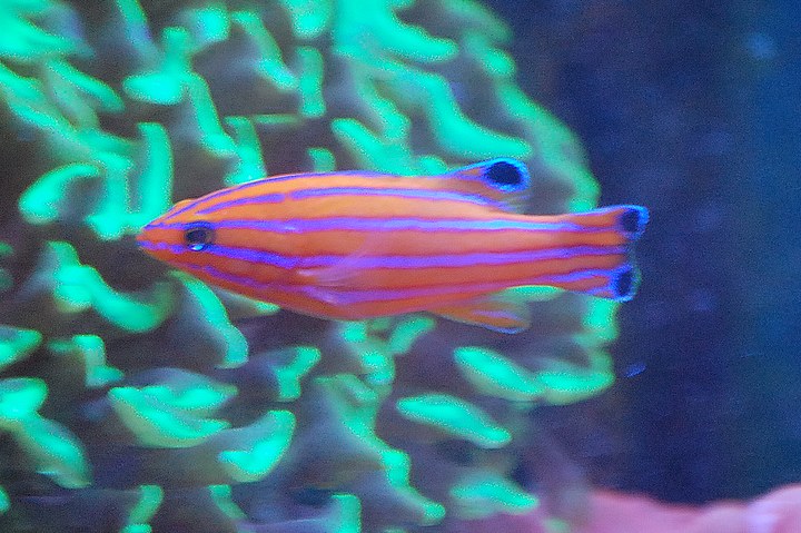 キャンディバスレットの写真